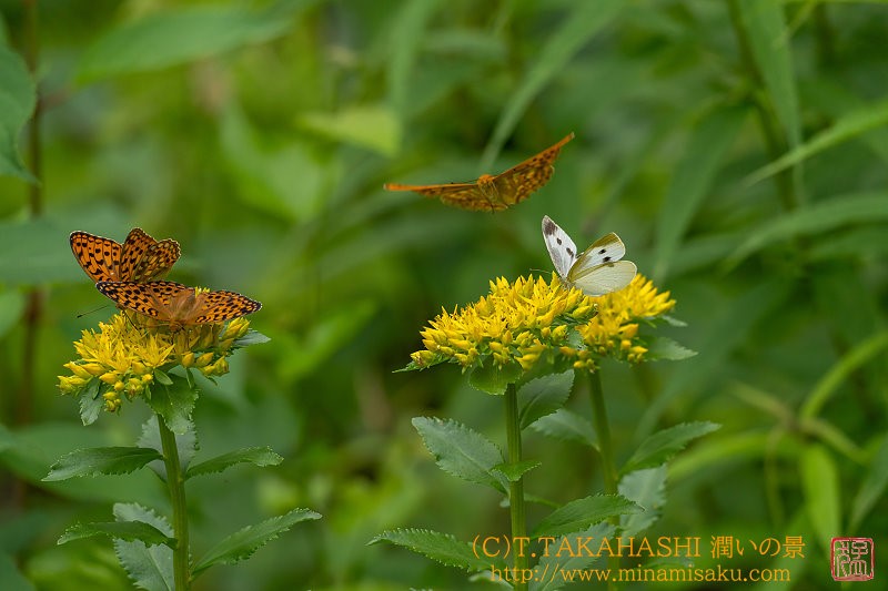 ../Images/7R250712 (170).jpg